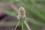 Fragrant spikesedge